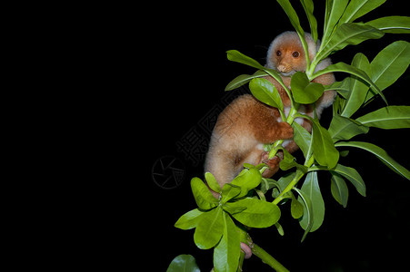 CuscusIndonesian流行的猴子夜间肖像图片