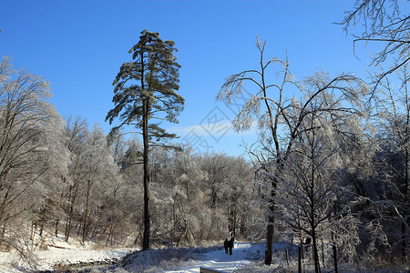 冻雨后的冬季景观图片