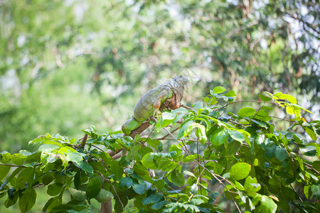 坐在树上的鬣蜥爬行动物图片
