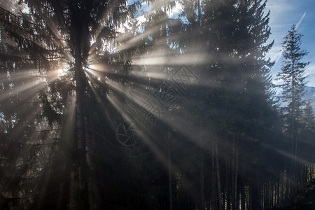 有早晨阳光的迷雾森林图片