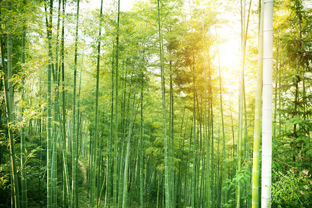 的竹子生长在南方图片