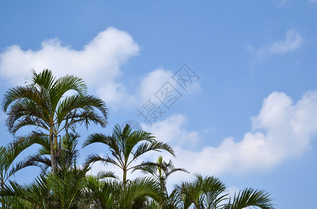 棕榈树来自日本冲绳图片