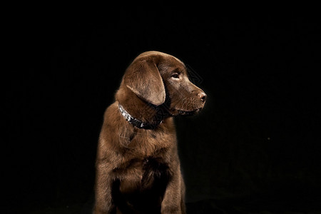 棕色拉布多小狗的肖像坐着看右图片