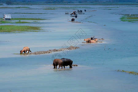 水牛在湖中吃草图片