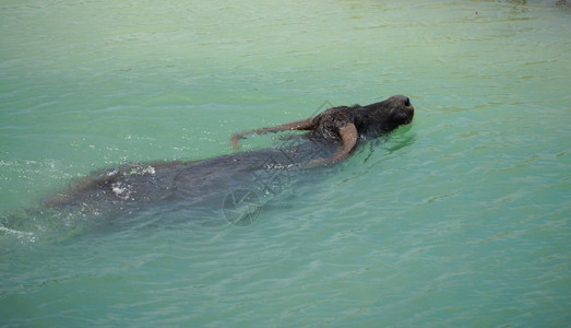 水牛在游泳图片