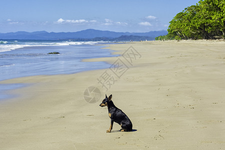 小狗在沙滩上耐心地等图片