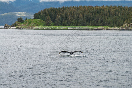 座头鲸在树前潜水图片