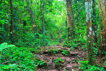 高密度雨林的热带小道自我引导图片