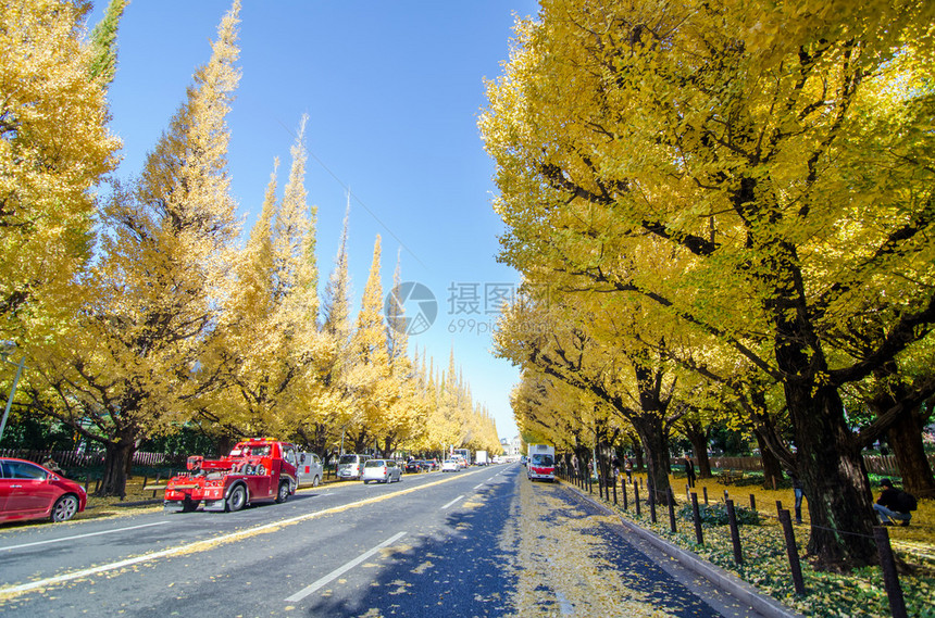 日本东京明果树大道通往美治纪念画廊的美图片