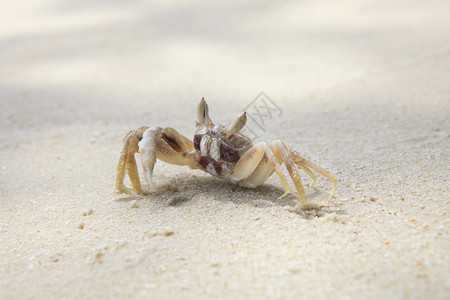 利用白沙滩上的海蟹作为背景图片