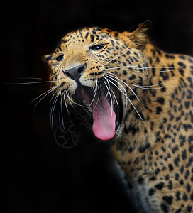豹子在自然栖息地的肖像背景图片