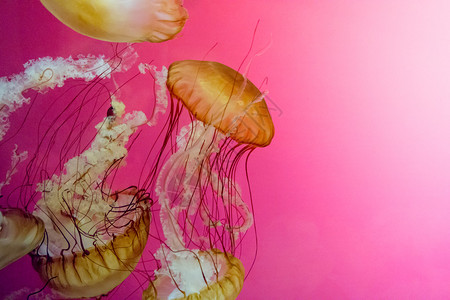一群水母在他们的液体世界中跳舞图片