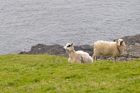 蓝海草背景上的黑白羊公图片