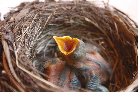 小黑鸟只是把蛋留在巢里背景图片