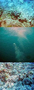 水下世界底部遮盖的鱼石合成物ver图片