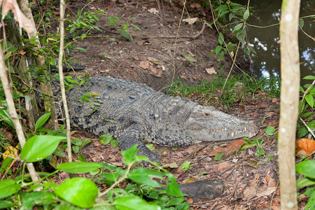 一只大鳄鱼头部有干泥躺在伯利兹图片