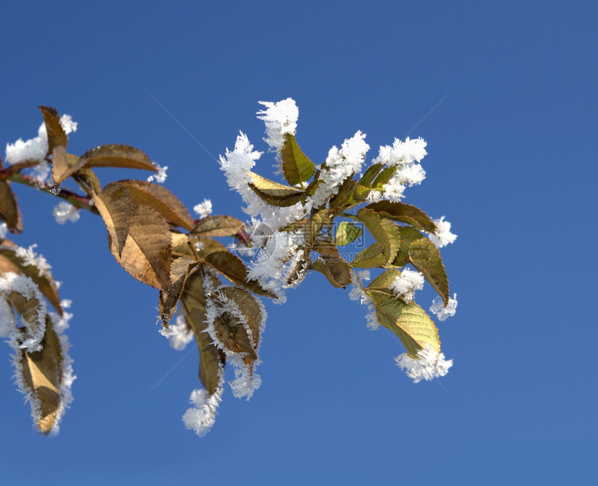 冬季背景冬季植物上的白霜特写图片