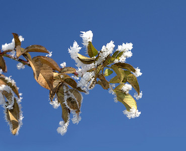 冬季背景冬季植物上的白霜特写图片