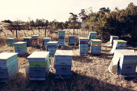 养蜂人检查蜜蜂图片
