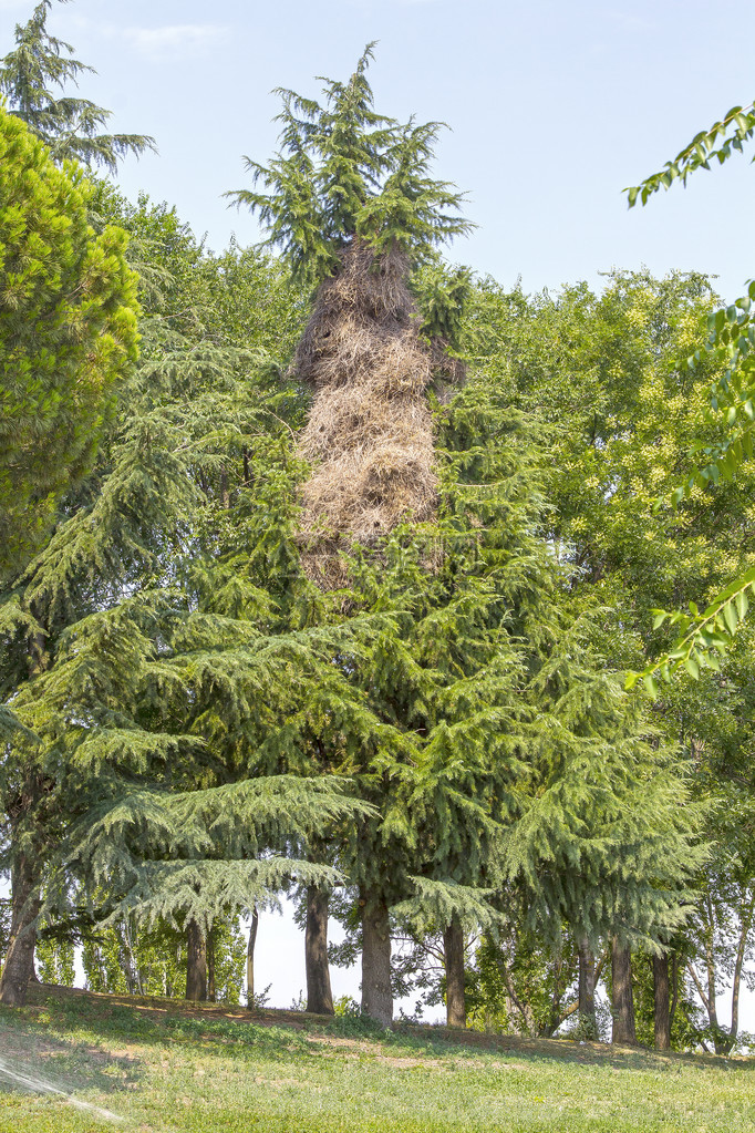 巨型阿根廷鹦鹉在树上筑巢图片