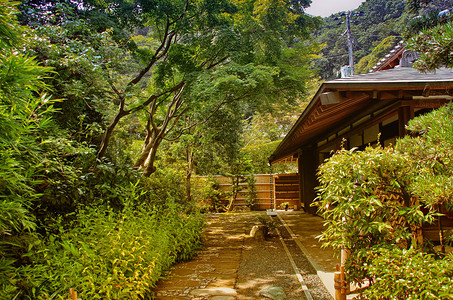 日本东京的花园和夏季植被图片