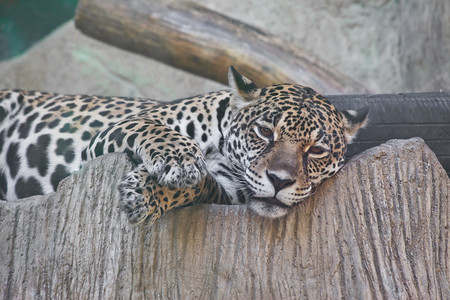 捷豹在动物园里躺下背景图片