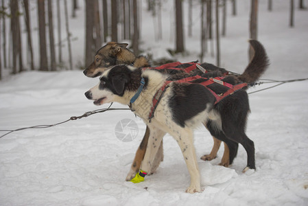 与哈斯基狗一起滑雪在图片