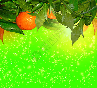 柑橘树上的橘子图片