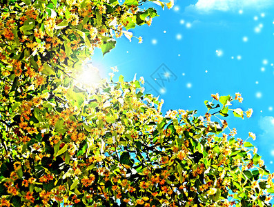 夏日风景蓝天背景中的椴树图片