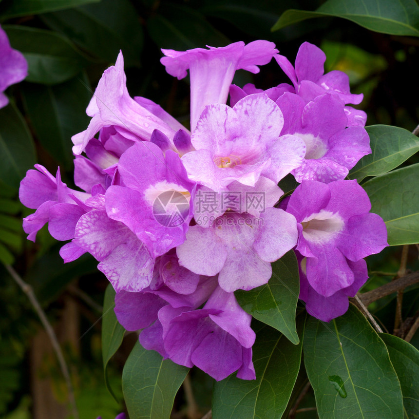 常春藤紫色花图片