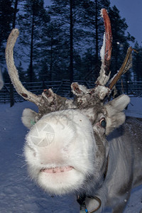 冬天下雪时吃苔藓的驯鹿肖像图片