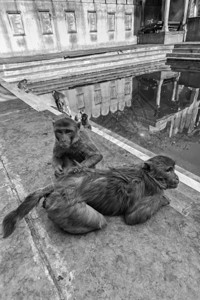 印度拉贾斯坦邦斋浦尔和印度猴子图片