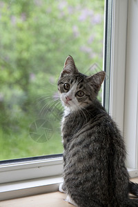 玻璃窗里的灰小猫直图片