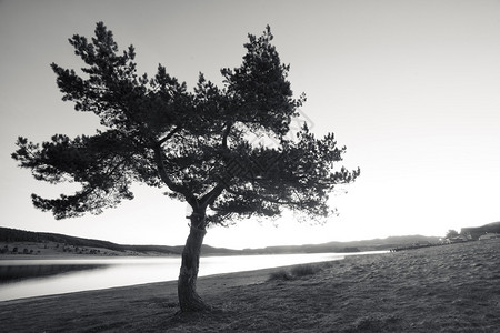 与孤独的树黑白风景图片