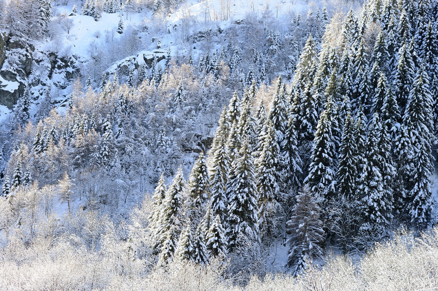 有白雪覆盖的常绿森林和种植园图片