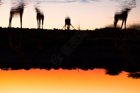日落时一群长颈鹿在水坑里饮图片