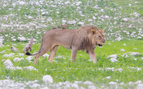 狮子在纳米比亚埃托沙图片