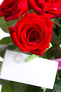 美丽的红玫瑰在节假图片