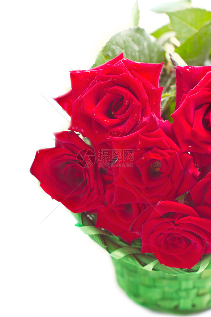 特写一束美丽的红玫瑰图片