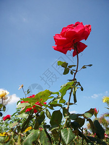 玫瑰花田与蓝天图片