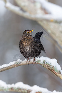黑鸟TurdusMerula的雌普通黑鸟图片