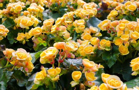 黄色大秋海棠美丽的背景图片