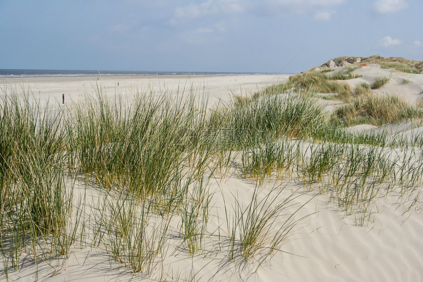 在荷兰海岸的沙丘图片
