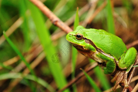 掩藏在叶子的绿色青蛙图片
