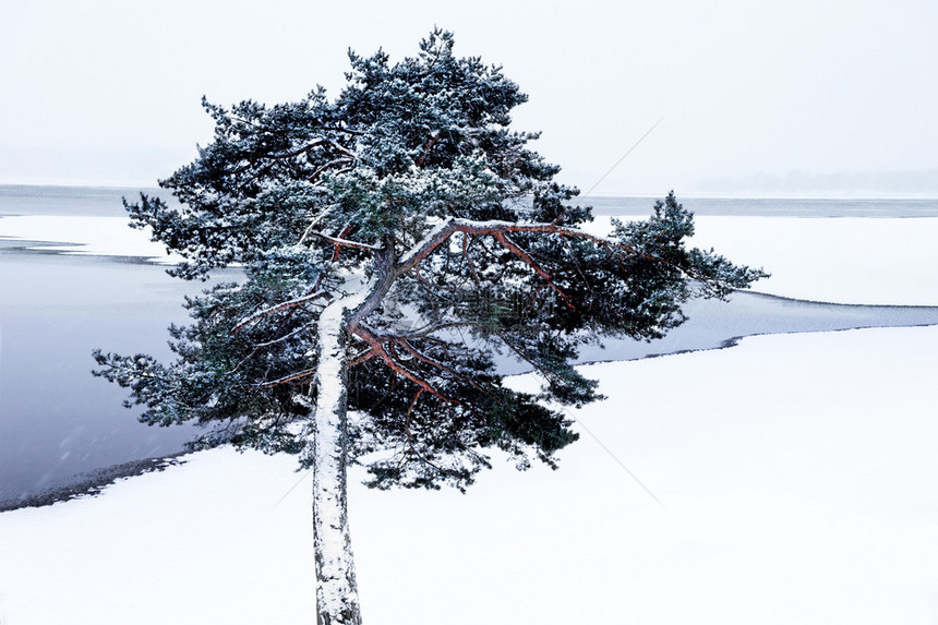 在寒雪的冬季风景中图片