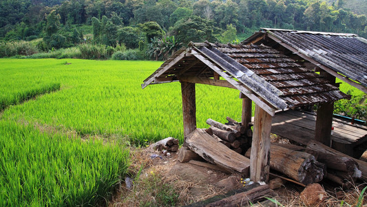 泰国清迈稻田附近的小屋图片