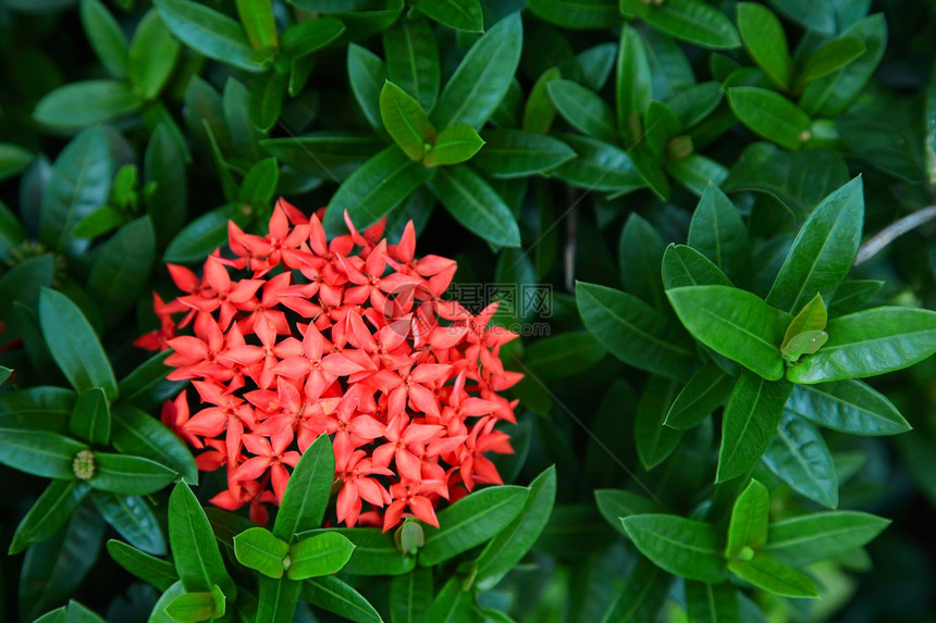 红色的仙人掌花绿叶图片