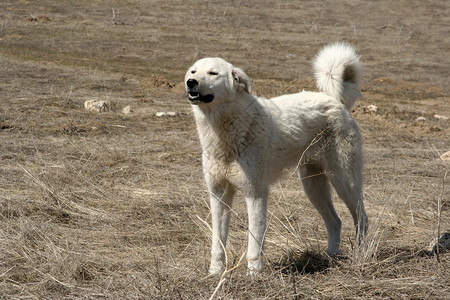 牧羊犬图片