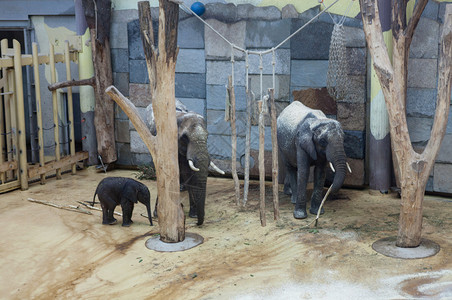 大象家庭图片