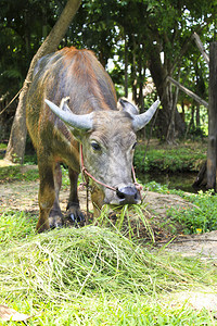泰国水牛吃绿草图片